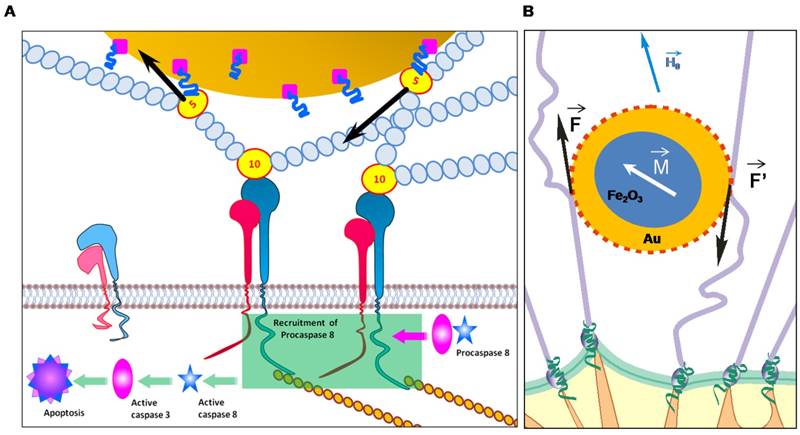 Theranostics Image