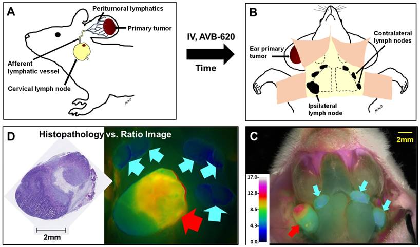 Theranostics Image