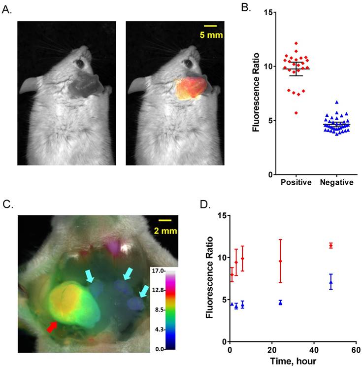 Theranostics Image