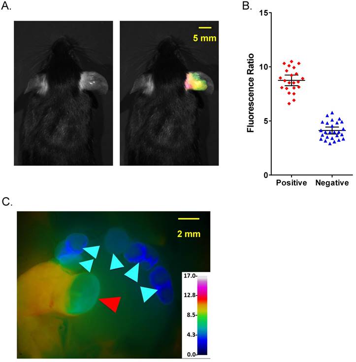 Theranostics Image