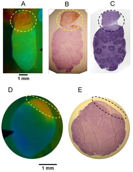 Theranostics Image