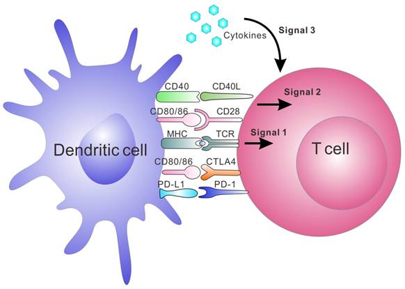 Theranostics Image