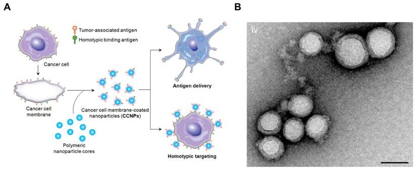 Theranostics Image