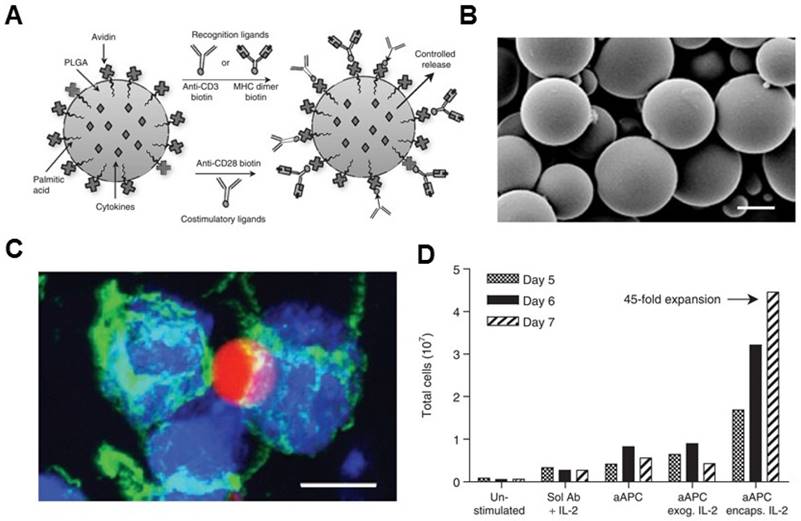 Theranostics Image