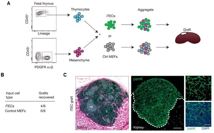 Theranostics Image