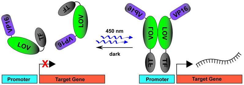 Theranostics Image