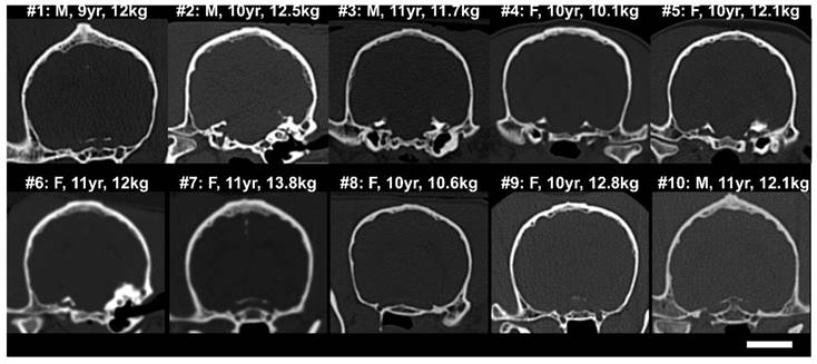 Theranostics Image