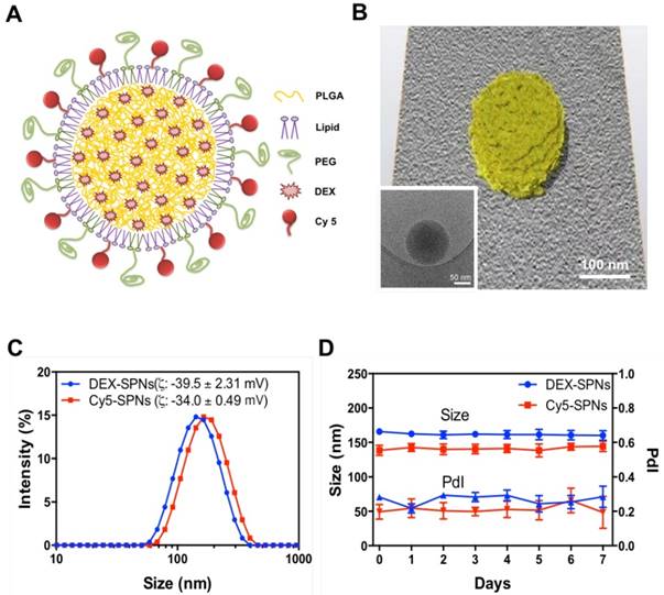 Theranostics Image