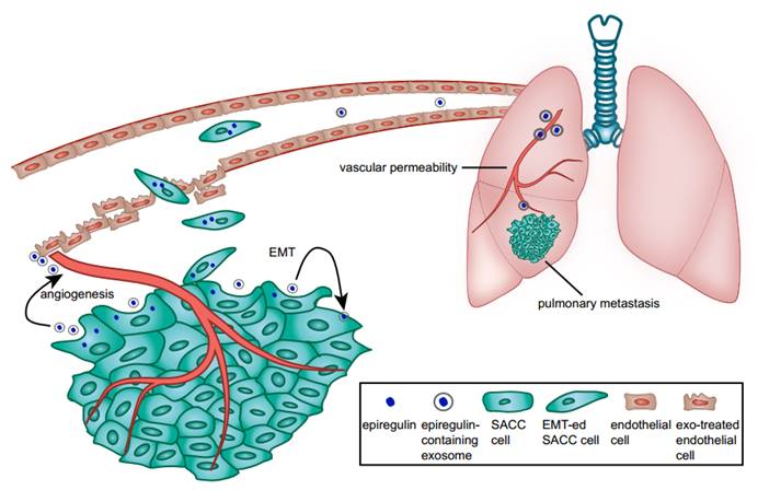 Theranostics Image