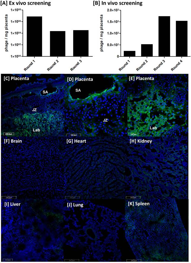 Theranostics Image