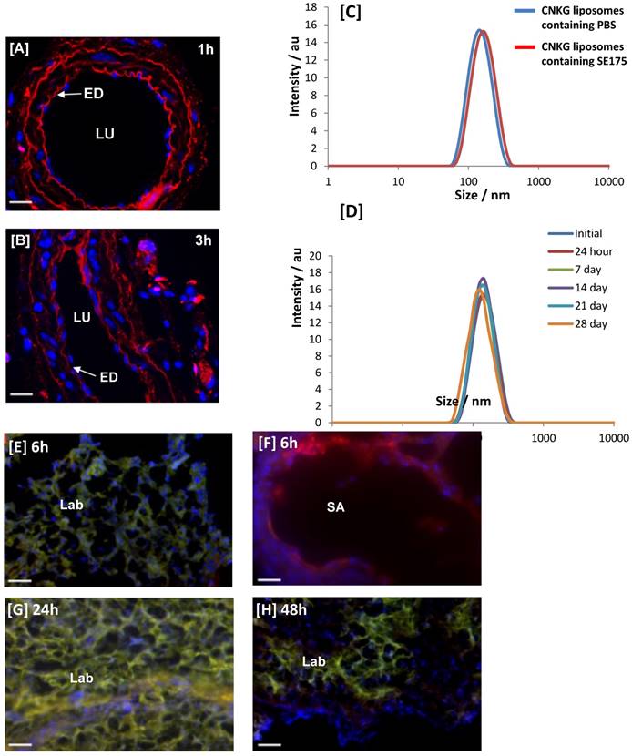 Theranostics Image