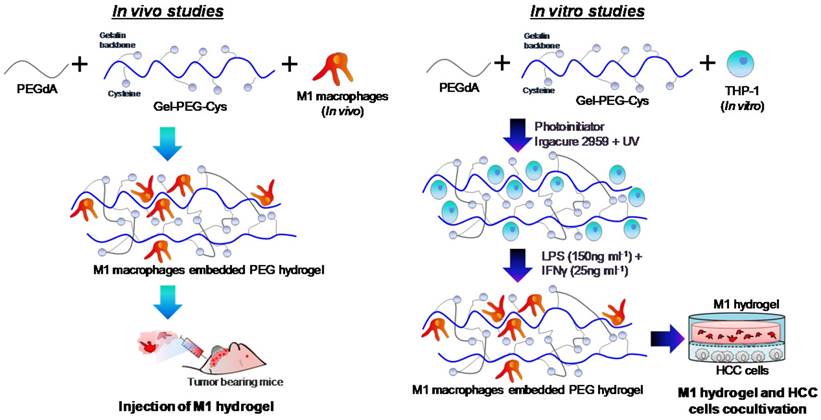 Theranostics Image