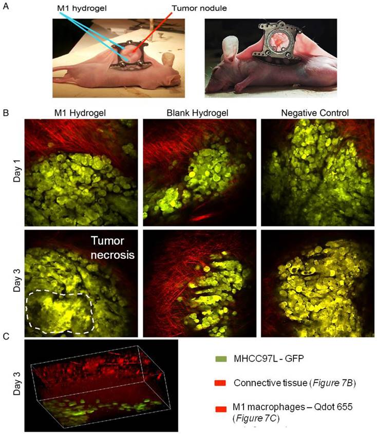 Theranostics Image