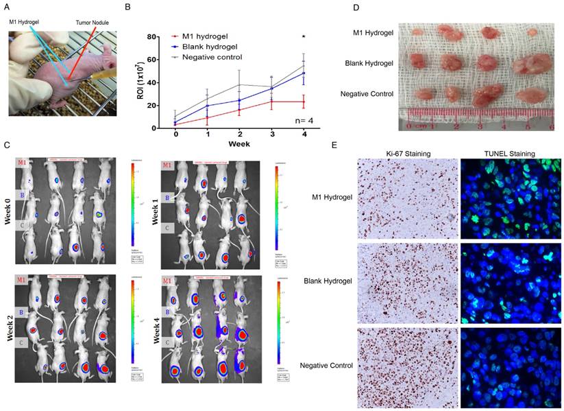 Theranostics Image