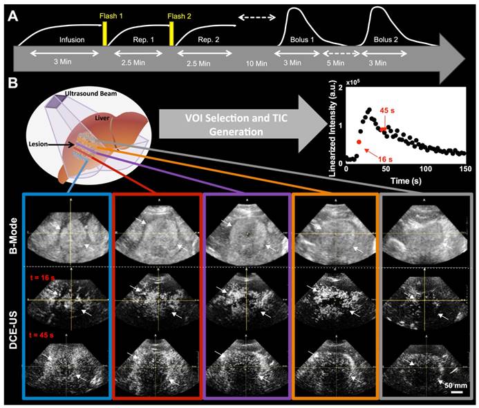 Theranostics Image