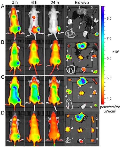 Theranostics Image