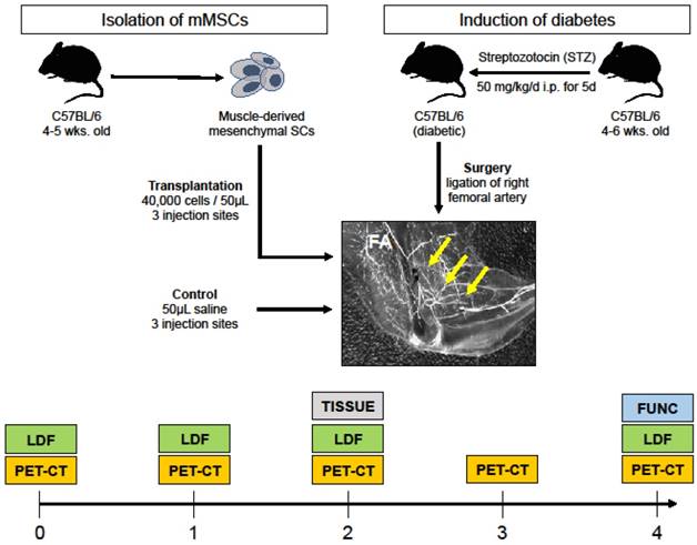 Theranostics Image