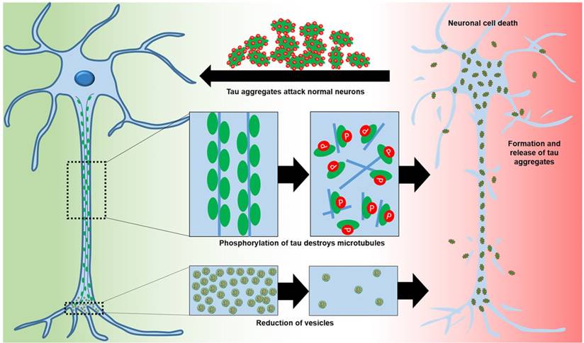 Theranostics Image