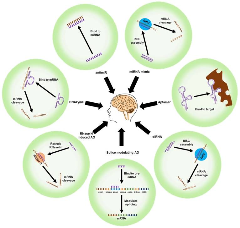 Theranostics Image