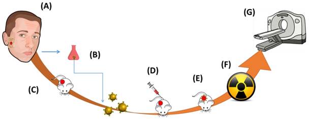 Theranostics Image