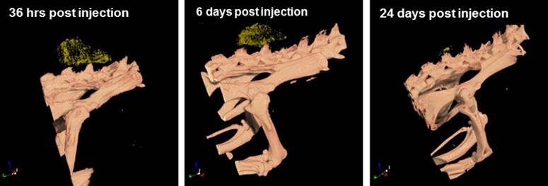 Theranostics Image