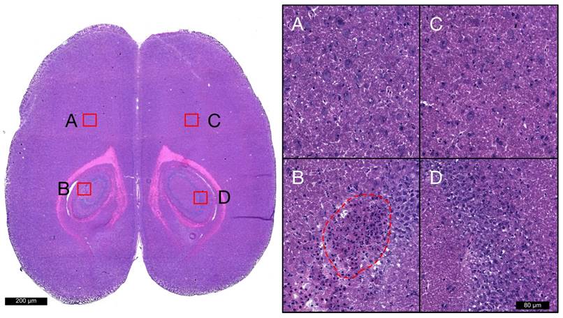 Theranostics Image