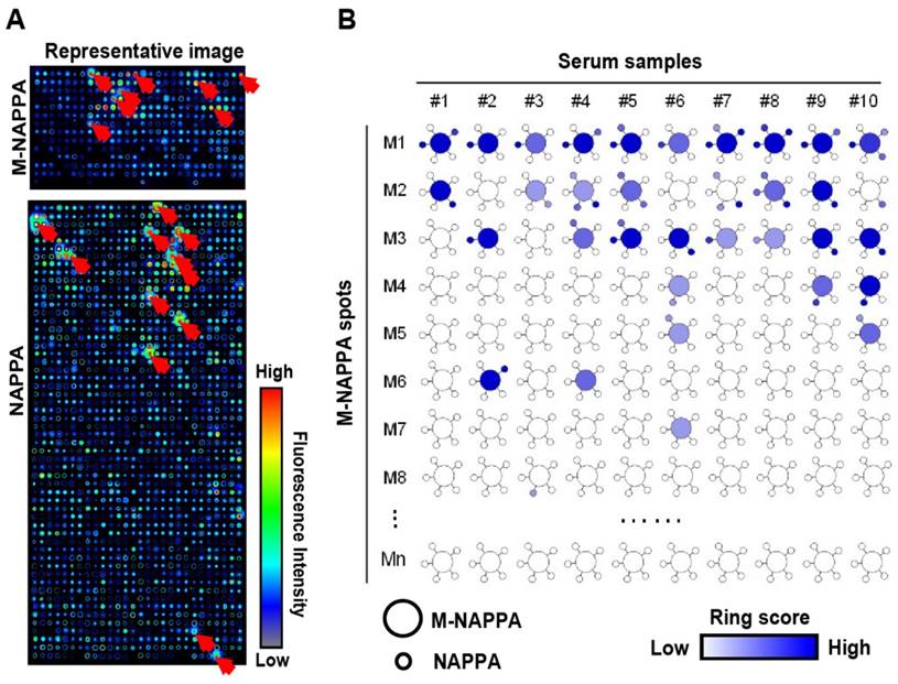 Theranostics Image