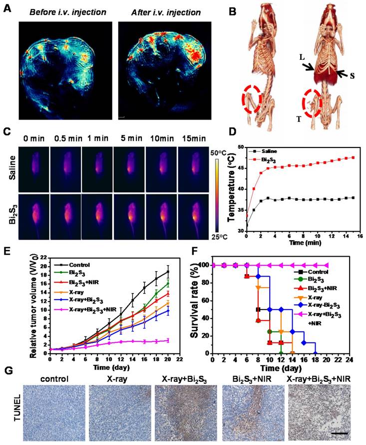 Theranostics Image