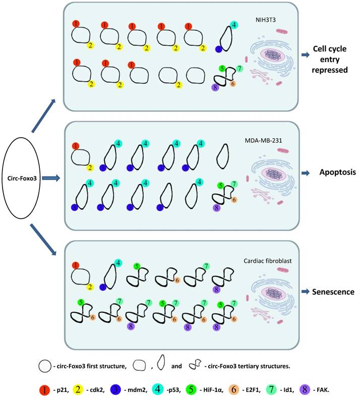 Theranostics Image