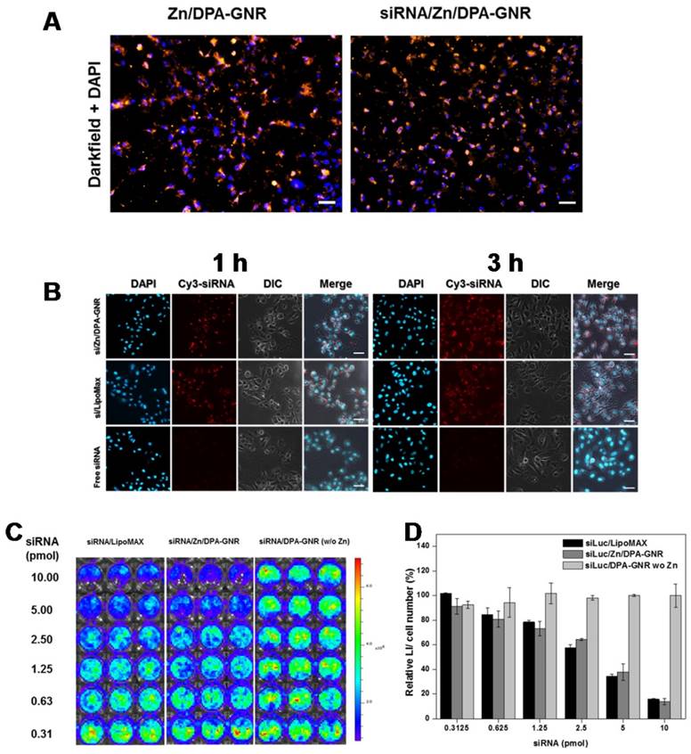 Theranostics Image