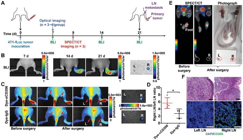 Theranostics Image