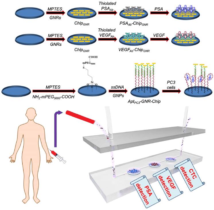 Theranostics Image