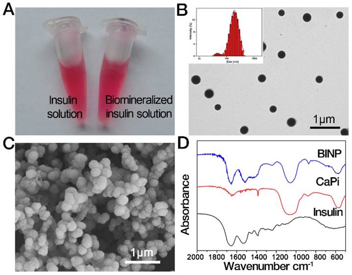 Theranostics Image