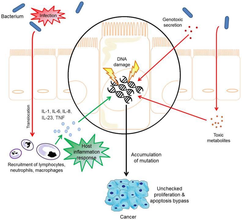 Theranostics Image