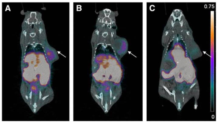 Theranostics Image