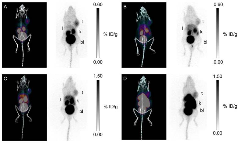 Theranostics Image