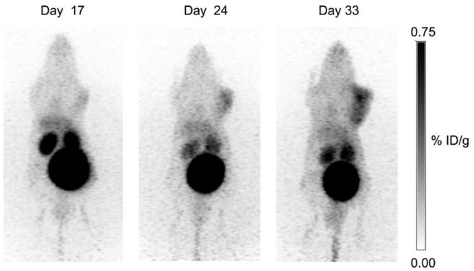 Theranostics Image