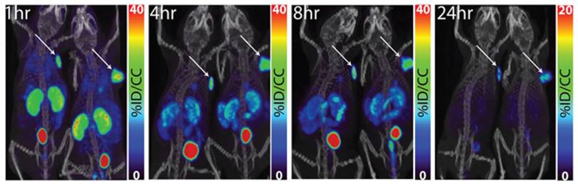 Theranostics Image