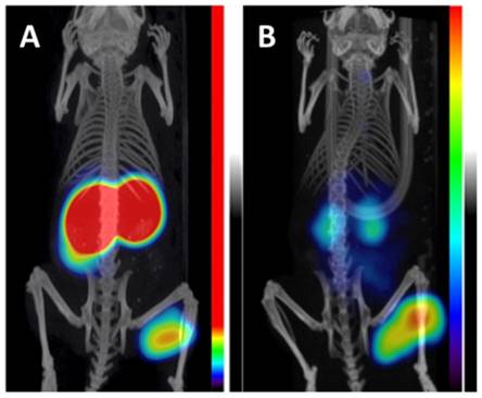 Theranostics Image