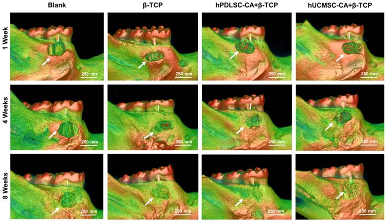 Theranostics Image