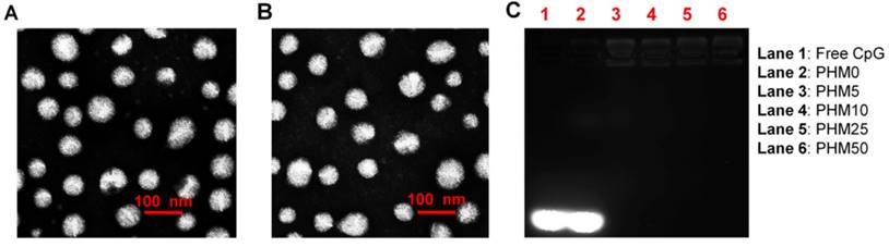 Theranostics Image