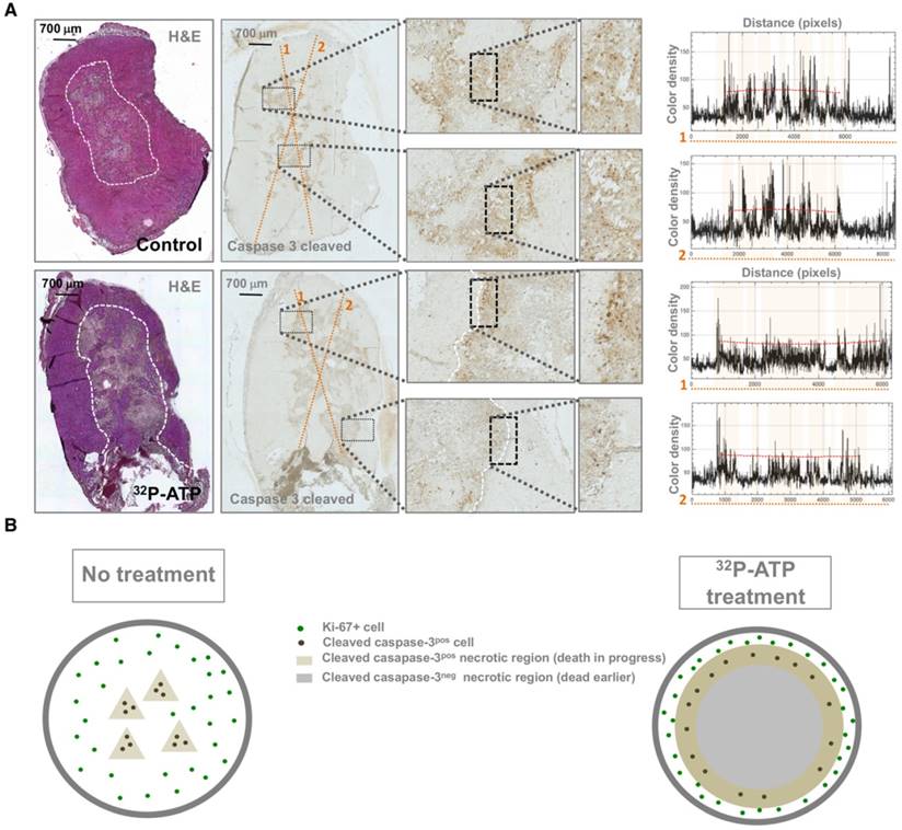 Theranostics Image