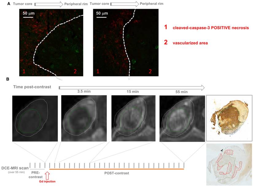 Theranostics Image