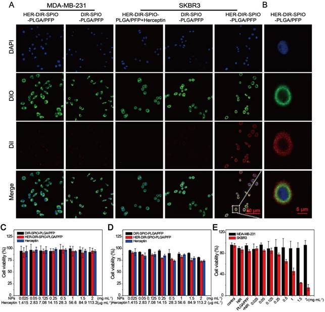 Theranostics Image