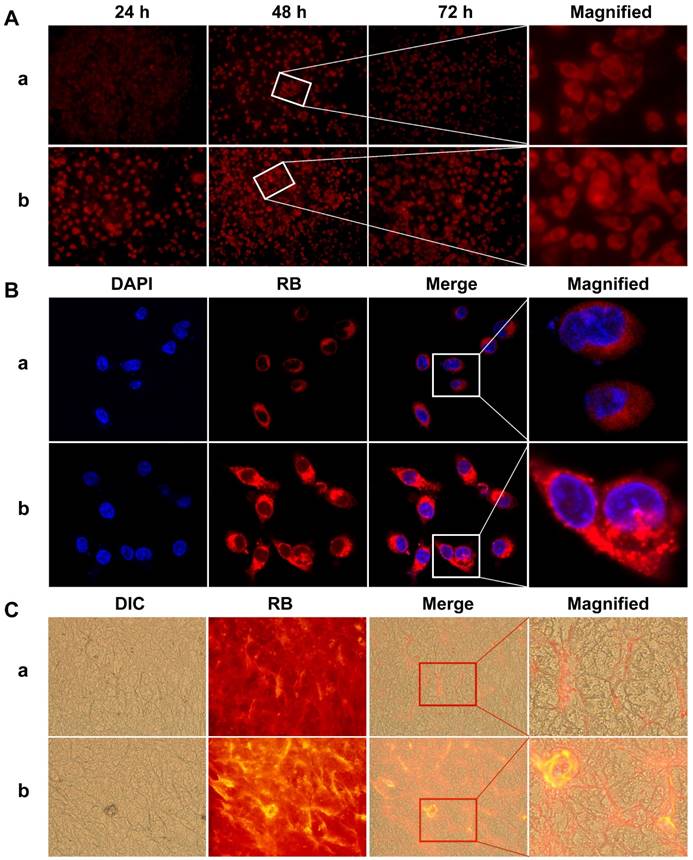 Theranostics Image