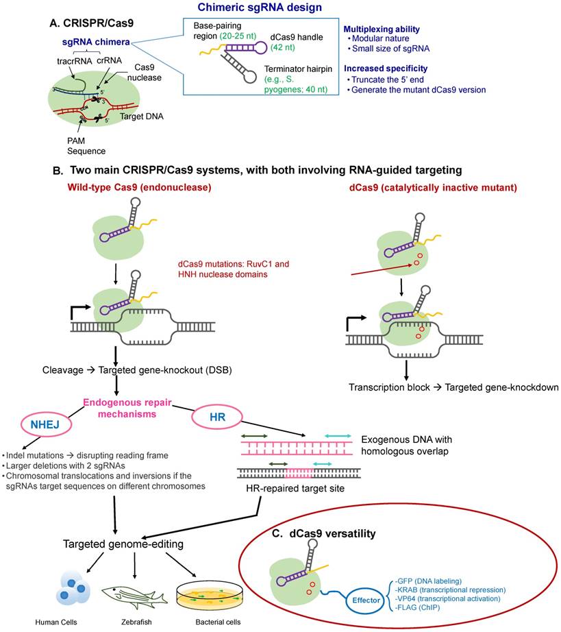 Theranostics Image