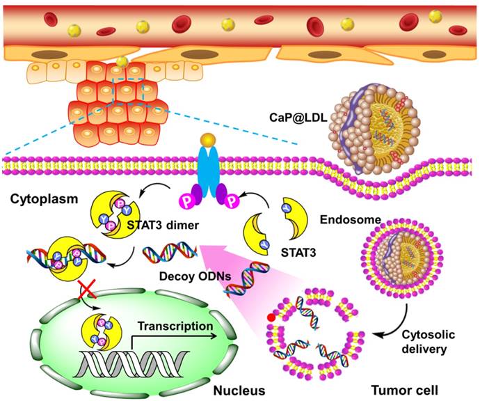 Theranostics Image