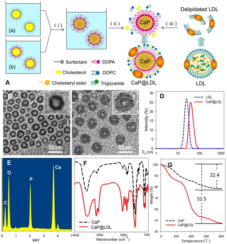 Theranostics Image