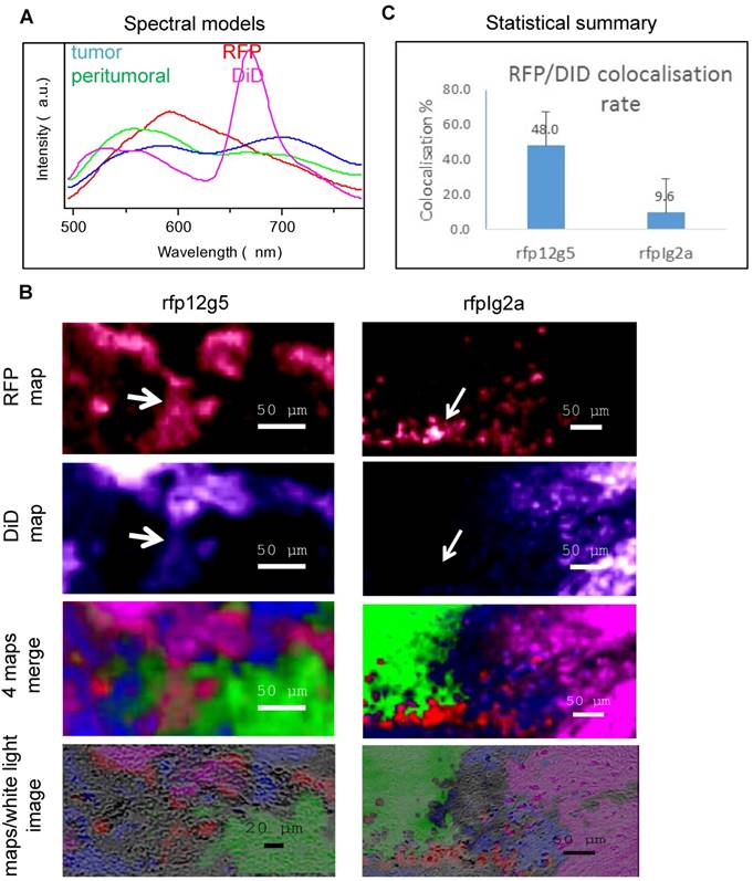 Theranostics Image