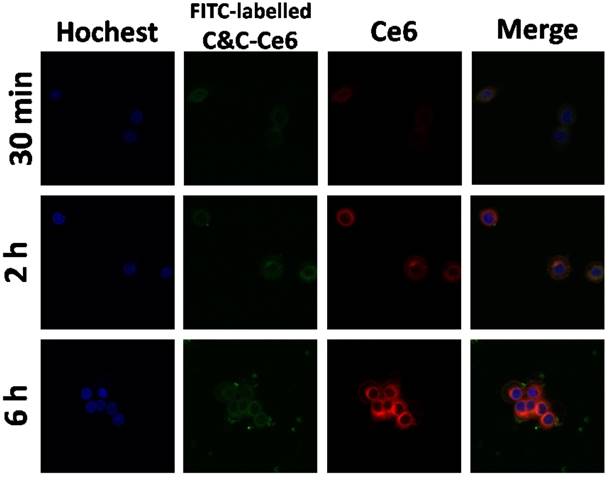 Theranostics Image